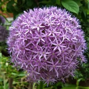 Meet your Posher, Jessie